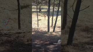 Good morning Fawn comes up to the trail to say hello deer fawn buck naturelovers nature [upl. by Driscoll460]