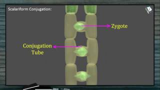 Reproduction in Spirogyra [upl. by Annayak]