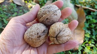 How to HULL WALNUTS and when to pick them from the tree [upl. by Hollah]