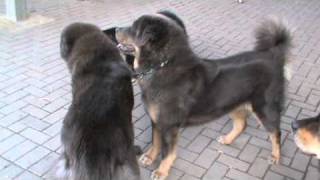 Tibetan Mastiffs quotplayquot fighting [upl. by Reppiks784]