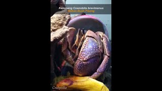 Kelomang Coenobita brevimanus Makan Buah Pisang  Short  Crabpedia [upl. by Aitram737]