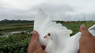 Racing Pigeon trinning [upl. by Malissia]