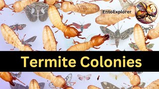 Introduction to Insect Taxonomy and Insect Identification  Part 18  Termites [upl. by Nuarb265]