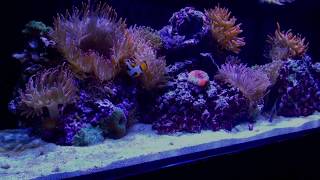 Innovative Marine Fusion 30L Anemone Tank [upl. by Liris]