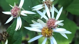 white wood aster eurybia divaricatus [upl. by Arres64]