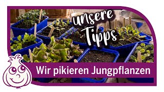 Anzucht im Februar von Jungpflanzen  richtig pikieren amp pflegen nach der Aussaat [upl. by Lauro]