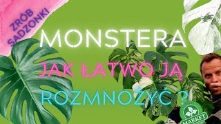 ŁATWE ROZMNAŻANIE MONSTERY🌿 Variegata i innych pnączy domowych [upl. by Quigley]