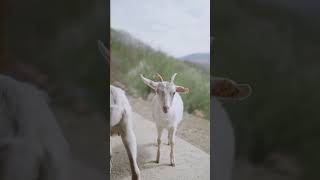 Goats and Sheep Baa Goat and Sheep sound in English [upl. by Eidde]