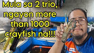 sulit pa bang mag alaga ng crayfish ngayong 2024  farm tour crayfish farming [upl. by Bergin]