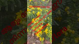 Cassia Biflora  per plant 150intrasted please inbox me [upl. by Westland]