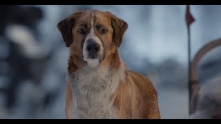 A Dog 2021 Full Movie With English Subtitles WATCH [upl. by Virginie]