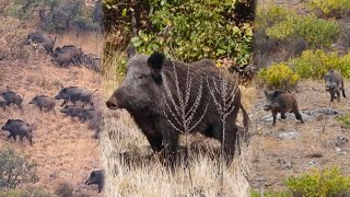 15 Amazing Shots in 8 Minutes ULTIMATE Wild Boar Hunting Compilation hunting [upl. by Oicafinob]