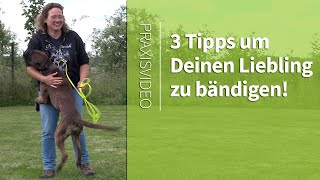 Hundeerziehung ➡️ 3 TIPPS um Deinen Liebling zu bändigen ➡️ Praxisvideo ✔️ [upl. by Hughie]