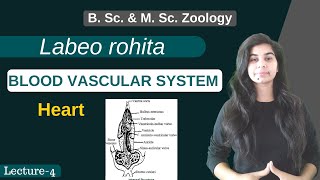 Labeo rohita  BLOOD VASCULAR SYSTEM  Heart  Part4  B Sc amp M Sc  Zoology [upl. by Rahal]