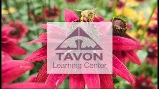 Tavon Learning Center Empowering Adults with Intellectual and Developmental Disabilities [upl. by Oribel977]