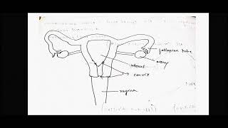 Types of Mammalian Uteri [upl. by Aihsena]