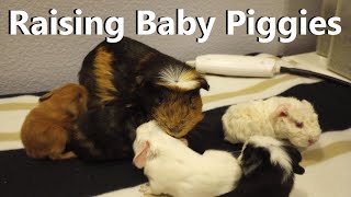 Raising My New Guinea Pig From Birth  Guinea Pig Vlog 117 [upl. by Aynna]