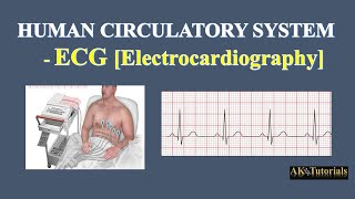 Lec 08 ECG Electrocardiogram  Human CardioVascular System [upl. by Nevet828]