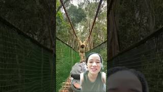 Gibbon swings over family while crossing a bridge funny shorts funnyshorts [upl. by Goldin]