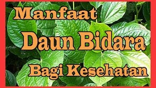 3 Manfaat Daun Bidara Bagi Kesehatan [upl. by Garlinda]