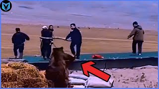 Scariest Bear Encounters Ever Caught On Camera [upl. by Moor961]