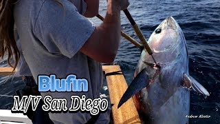 56 05032019  Bluefin Tuna caught aboard the MV San Diego out of Seaforth Sportfishing [upl. by Fries]