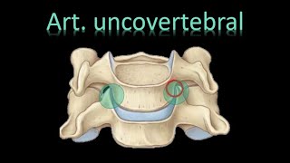 🦵Articulación uncovertebral  Luschka  Art Regionales cervical   Columna Vertebral  Anatomía [upl. by Welford554]