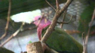 Ptilinopus porphyreus in Weltvogelpark Walsrode [upl. by Bamberger723]