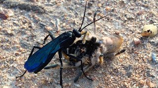 Giant Spider Hunting Wasp Paralyses Its Prey  CRAZY WILDLIFE [upl. by Noell360]