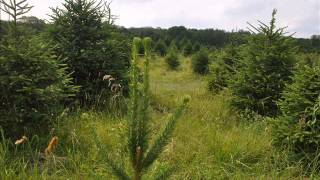 Grow Norway Spruce Trees [upl. by Menashem]