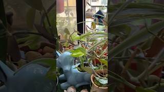 New Look of My Window Garden Corner Decor with Plantsshorts creative gardening garden plants [upl. by Wu]