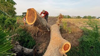 Strongest chainsaw‼️ Cutting an upright tree amp one falling tree Stihl ms881 [upl. by Ahselrac]