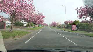 Driving down Preston New Road Southport seeing the lovely Cherry Blossom 2020 [upl. by Larner]