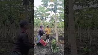 The process of picking papaya fruit [upl. by Shanda]