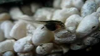 Fire belly toad tadpole 6 days after the egg was layed four days after hatching [upl. by Lebar453]