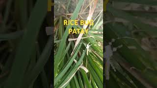 Paano patayin ang dangaw atangya  rice bug music artist band kpop cover variousartists [upl. by Samira]