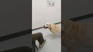 labradorretriever 14 year old yellow Labrador retriever Mulan anxiously waiting at the vet [upl. by Redford]