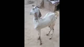 symptoms of listeriosis and meningitis in goat goatdisease vetdoctor veterinaryclasses [upl. by Rolo]