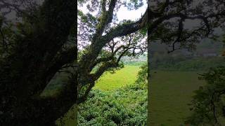 The green heart of Kerala  🍃 shorts ytshorts [upl. by Brout314]