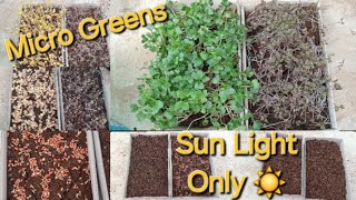 Growing Microgreens With Out Grow lightsStart To FinishSouth Africa Cape Town Garden [upl. by Corin491]