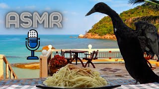 ASMR  Duck Eating Spaghetti [upl. by Ahseya]