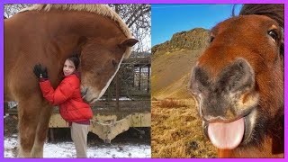 Adorable Horses Hugging Their Owners  Horses Showing Love To Humans amp Funny Horse Videos [upl. by Ahsoyek]