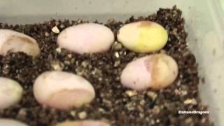 Candling Bearded Dragon Eggs Week 1 [upl. by Velasco904]