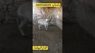 نعجة سداسية دافعة للبيع في الدارالبيضاء [upl. by Evans61]