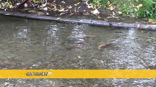 Salmon migration in Vernon [upl. by Zingg]