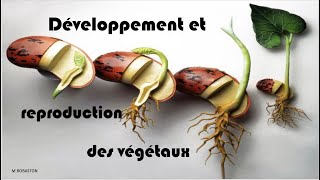 6ème Reproduction et développement des végétaux [upl. by Dannye290]