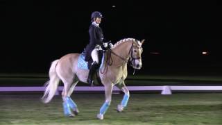 Lutz the Dressage Haflinger at Dressage Under the Stars in Wellington [upl. by Robbie]