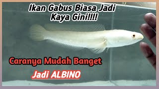 Channa striata AlbinoBegini Cara Membuat ikan gabus ini jadi seperti Albino [upl. by Tella235]