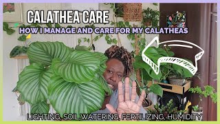 Calathea Care  My Calathea Collection [upl. by Lena794]