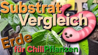 Substrat Vergleich  Part02  Blumenerde für Chili Pflanzen 🤔🌶 [upl. by Rosemari]